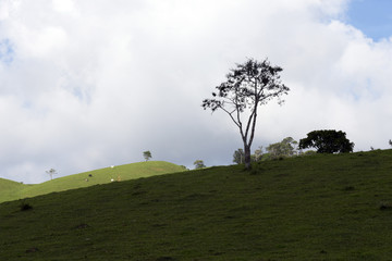 brazilian landscape