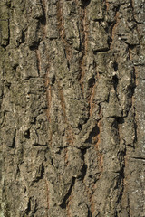Oak tree bark