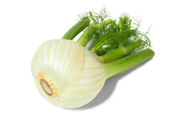 Florence fennel bulb on white