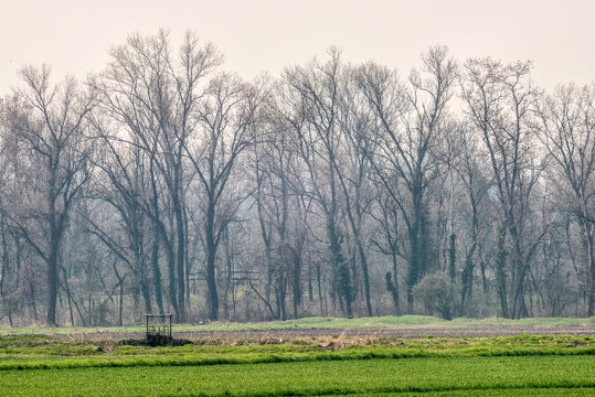 Prato con chiusa e filare di alberi spogli