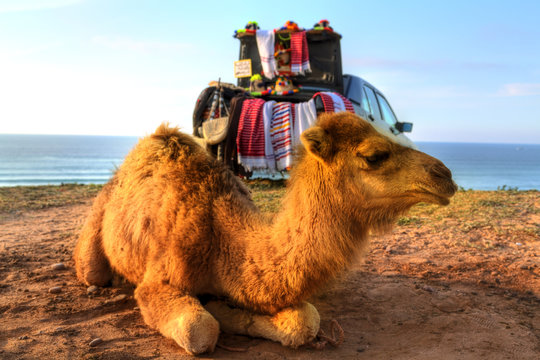 Dromedare liegen im Sand der Wüste von Marokko