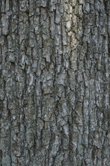 Fototapeta premium Oak tree bark