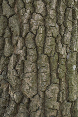 Oak tree bark