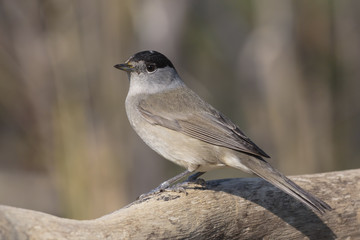 male blackcap