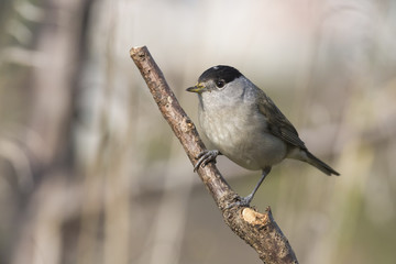 male blackcap in spring
