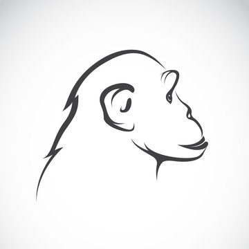 Vector image of a chimpanzee on white background