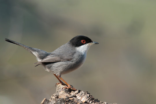 Sardinian Warbler