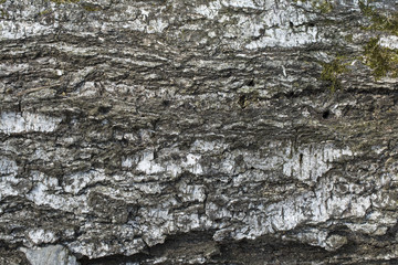 Birch tree bark