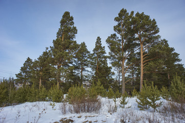 Лесной массив © bizonts