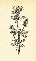 Alfalfa or lucerne (Medicago sativa)