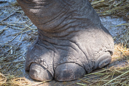 pied d'&eacute;l&eacute;phant