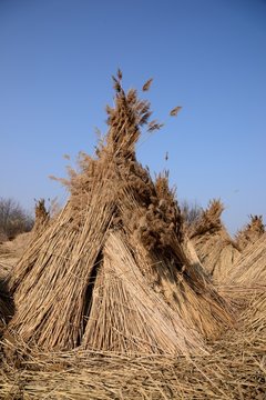 Schilfmandeln - Schilfernte