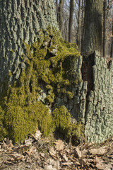 Old mossy tree stump