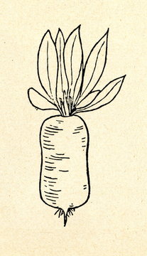 Mangelwurzel (Beta Vulgaris)