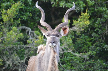 Antilope