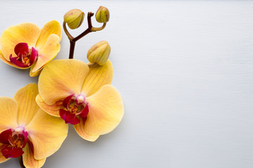 Fototapeta na wymiar Yellow orchid.