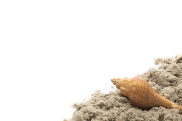 Scallop isolated on the white background.