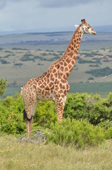 Giraffe
