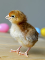 Easter chick