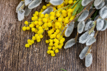 French mimosa with catkins