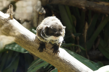 mono titi