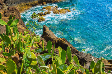 Tropical plants on coast of Madeira island in Funchal town