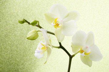 Naklejka na ściany i meble Orchid flower.