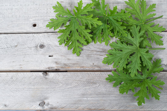 SCENTED GERANIUMS leaves natural mosquitoes repellent on a woode