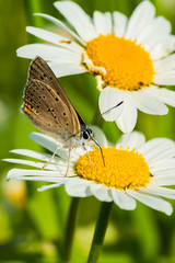 Butterfly and flower