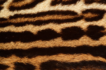 pelle di gattopardo americano