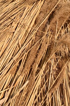 Schilfmandeln - Schilfernte