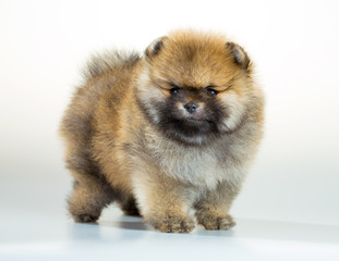 Plakat Pomeranian puppy over white background