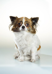 Chihuahua on a white background