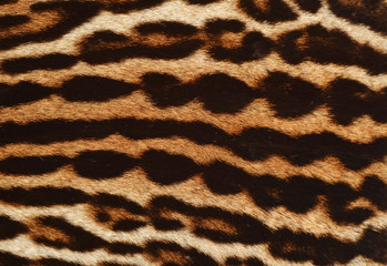 pelliccia di leopardo
