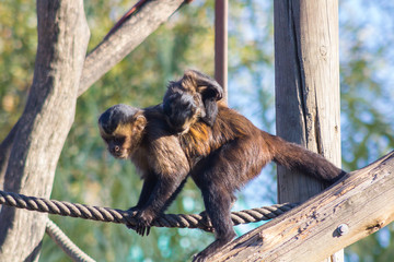 Capuchin monkey walking on a rope with a little to the back (Ceb