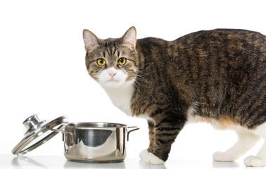 Cat steals food from the pot