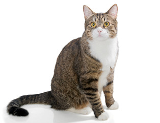 Portrait of a grey striped cat