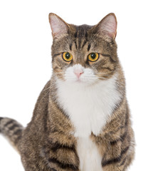 Portrait of a grey striped cat