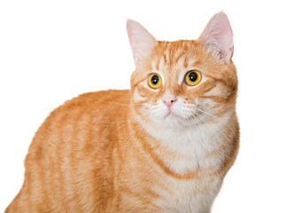 Beautiful orange cat