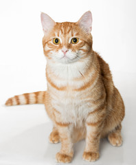 Obraz premium Beautiful orange cat