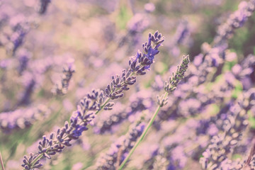 Close Up of Lavender field