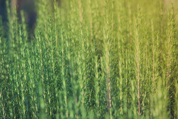 Fresh rosemary herb growing
