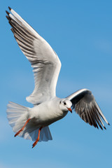 Black-headed gull - Chroicocephalus ridibundus