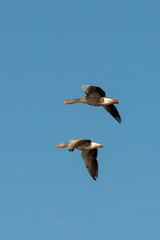 greylag goose - Anser anser