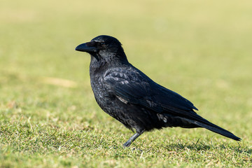 common raven