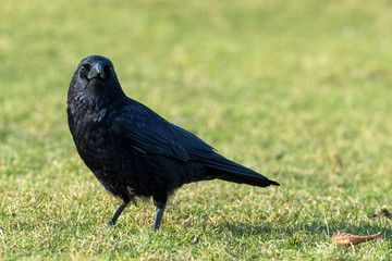 common raven