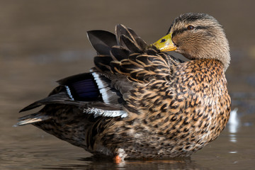 mallard - Anas platyrhynchos