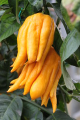 Citrusfrucht 1
