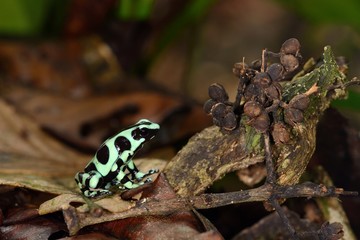 Black and green Dart frog