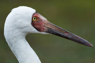 Siberian crane